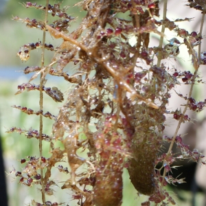 Photographie n°252702 du taxon Utricularia vulgaris L. [1753]