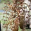  Liliane Roubaudi - Utricularia vulgaris L. [1753]