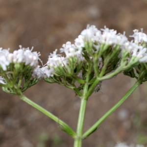 Photographie n°252709 du taxon Valeriana collina Wallr. [1840]