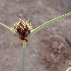 Cyperus capitatus Vand. (Souchet des dunes)