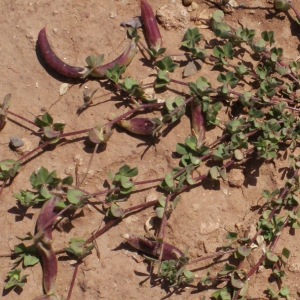 Photographie n°252805 du taxon Lotus edulis L. [1753]