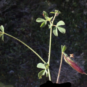 Photographie n°252812 du taxon Lotus edulis L. [1753]