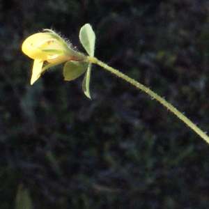 Photographie n°252813 du taxon Lotus edulis L. [1753]