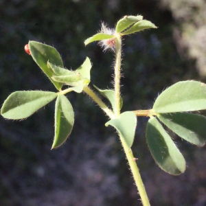 Photographie n°252816 du taxon Lotus edulis L. [1753]