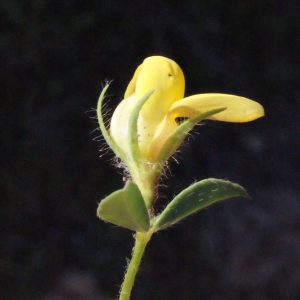 Photographie n°252818 du taxon Lotus edulis L. [1753]