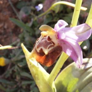 Photographie n°252835 du taxon Ophrys episcopalis Poir. [1816]