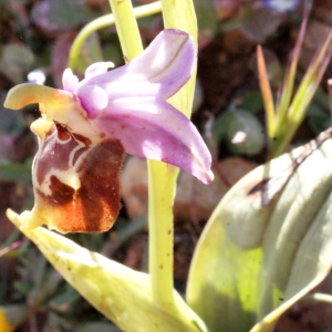  - Ophrys episcopalis Poir. [1816]