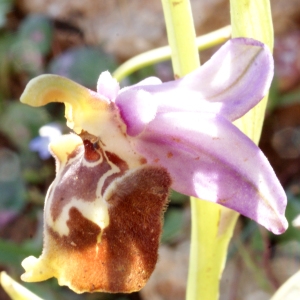  - Ophrys episcopalis Poir. [1816]