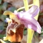  Liliane Roubaudi - Ophrys episcopalis Poir. [1816]