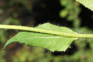 liliane Pessotto, le 11 juillet 2014 (Llorts Andorre (Mine de Llorts))