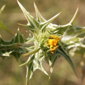 Photographie n°252886 du taxon Scolymus maculatus L. [1753]