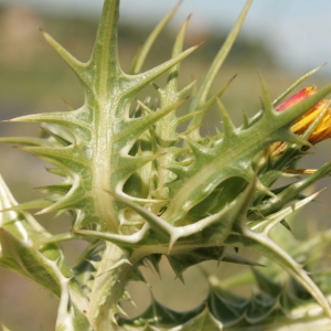 Photographie n°252887 du taxon Scolymus maculatus L. [1753]