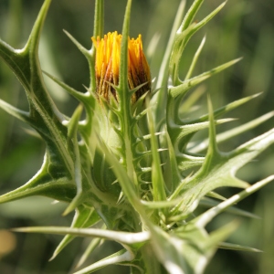 Scolymus maculatus L. (Scolyme taché)