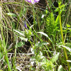 Photographie n°252967 du taxon Viola tricolor L. [1753]