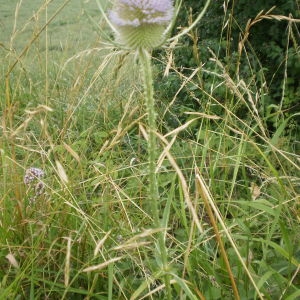 Photographie n°252985 du taxon Dipsacus fullonum L.