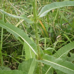 Photographie n°252986 du taxon Dipsacus fullonum L.