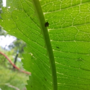 Dipsacus fullonum var. sativus L. (Cardère à foulon)