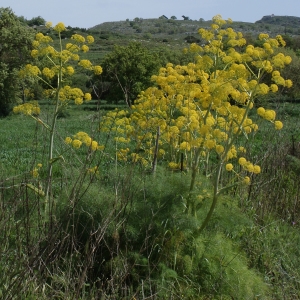 Ferula lobeliana Vis. (Férule commune)