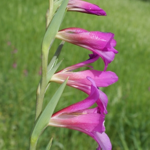 Photographie n°253024 du taxon Gladiolus italicus Mill. [1768]