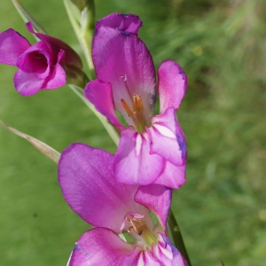 Photographie n°253025 du taxon Gladiolus italicus Mill. [1768]