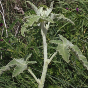  - Lavatera bryoniifolia Mill. [1768]