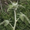  Liliane Roubaudi - Lavatera bryoniifolia Mill. [1768]