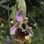  Liliane Roubaudi - Ophrys episcopalis Poir. [1816]