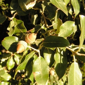 Photographie n°253093 du taxon Quercus ilex subsp. ilex