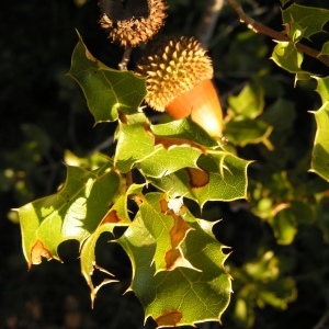 Photographie n°253101 du taxon Quercus coccifera L. [1753]