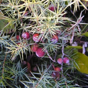 Photographie n°253105 du taxon Juniperus oxycedrus subsp. oxycedrus