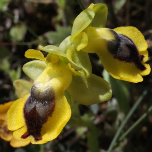  - Ophrys lutea subsp. phryganae (Devillers-Tersch. & Devillers) Melki [2000]