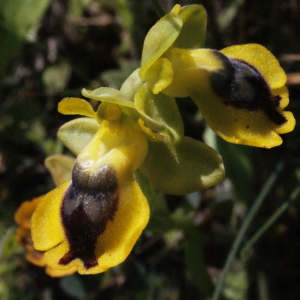 Ophrys lutea subsp. phryganae (Devillers-Tersch. & Devillers) Melki