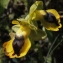  Liliane Roubaudi - Ophrys lutea subsp. phryganae (Devillers-Tersch. & Devillers) Melki [2000]