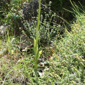 Photographie n°253128 du taxon Orchis italica Poir.