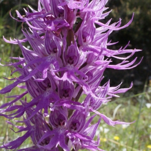 Photographie n°253129 du taxon Orchis italica Poir.