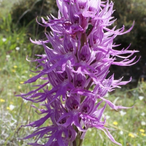 Photographie n°253130 du taxon Orchis italica Poir.