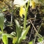  Liliane Roubaudi - Orchis pauciflora Ten. [1815]