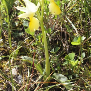 Photographie n°253134 du taxon Orchis pauciflora Ten. [1815]