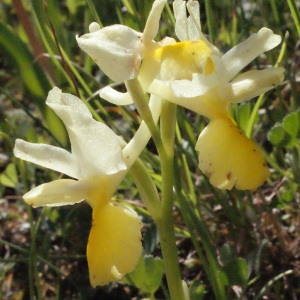 Photographie n°253135 du taxon Orchis pauciflora Ten. [1815]