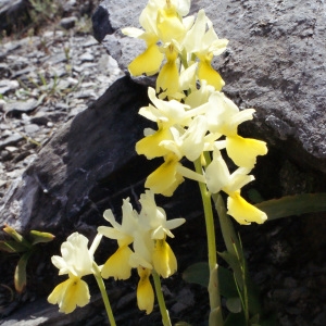 Photographie n°253138 du taxon Orchis pauciflora Ten. [1815]