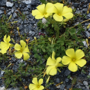 Photographie n°253140 du taxon Oxalis pes-caprae L. [1753]