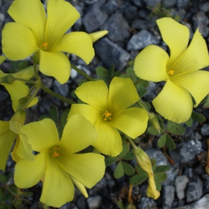 Photographie n°253141 du taxon Oxalis pes-caprae L. [1753]
