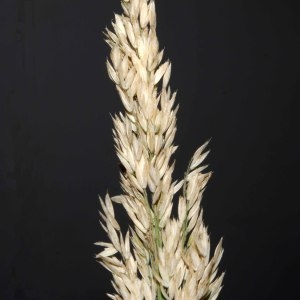 Photographie n°253158 du taxon Holcus lanatus L. [1753]