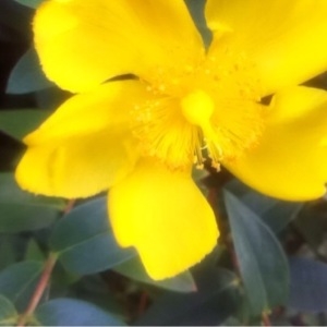 Photographie n°253162 du taxon Hypericum x hidcoteense Hilling ex Geerinck