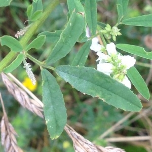 Photographie n°253164 du taxon Melilotus albus Medik. [1787]