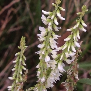 Photographie n°253167 du taxon Melilotus albus Medik. [1787]