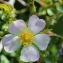  Marie  Portas - Rosa canina L.