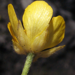 Photographie n°253213 du taxon Ranunculus gracilis Schleich. [1815]