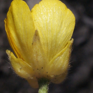 Photographie n°253214 du taxon Ranunculus gracilis Schleich. [1815]