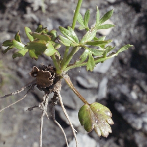 Photographie n°253216 du taxon Ranunculus gracilis Schleich. [1815]